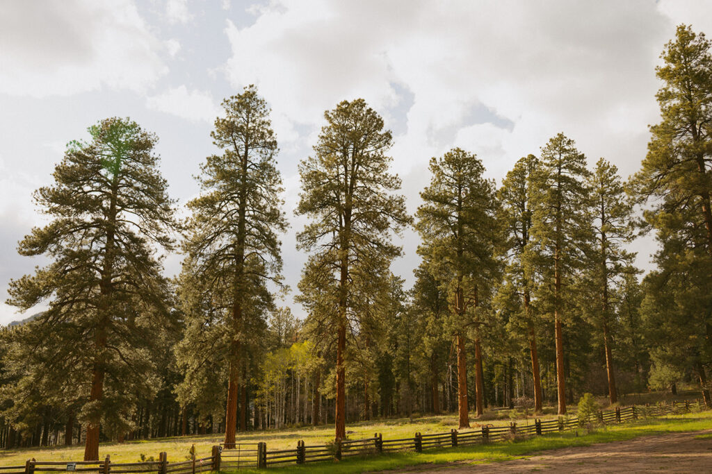 From Clients to Friends: A Pagosa Springs Family Session with Kyle & Trish