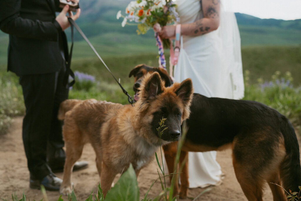 A Dog-Friendly Colorado Elopement in Crested Butte | Chloe & Keaton