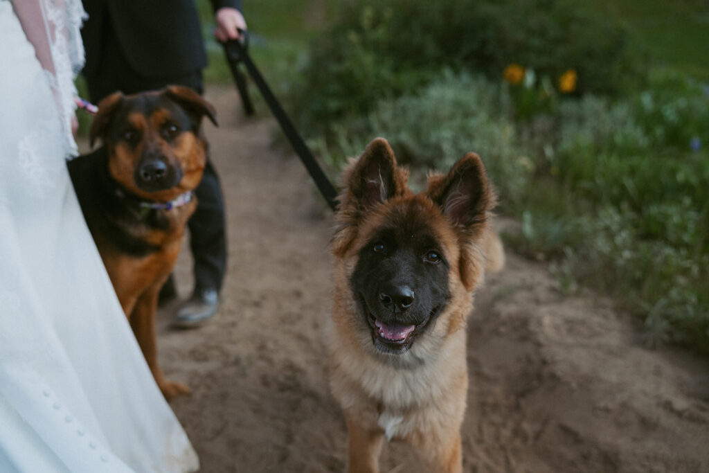 A Dog-Friendly Colorado Elopement in Crested Butte | Chloe & Keaton